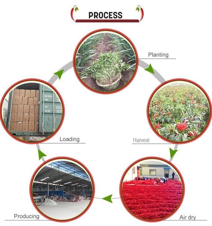 Chine Neihuang Xinglong Agricultural Products Co. Ltd Profil de la société