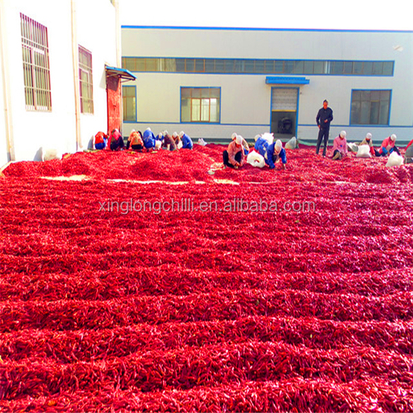 Poudre de piment rouge sèche de paprika de prix usine dans des spécifications différentes d'ASTA