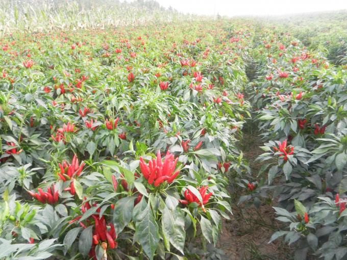 Le produit d'usine de Neihuang a déshydraté les piments doux rouges de paprika