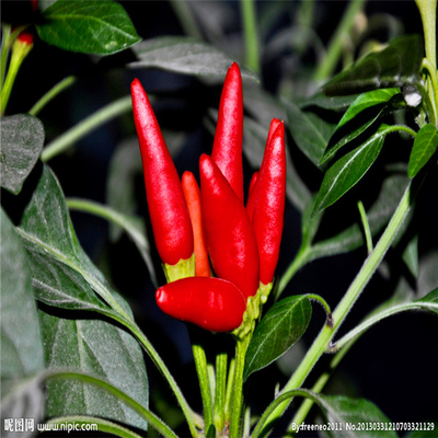 Chilli rouge avec chapeau pour le séchage industriel