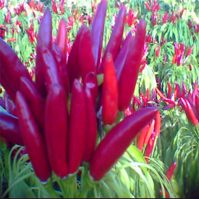 Chilli rouge avec chapeau pour le séchage industriel