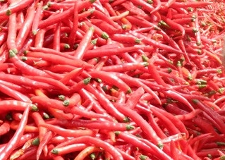 8000-12000shu Erjingtiao a séché la chaleur modérée Chili Bean Paste Use de Chilis