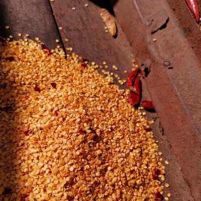 Granule de graines de piment rouge séché de petite taille pour la plantation