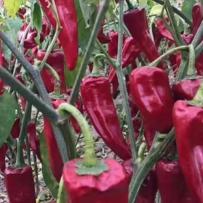 Découvrez le goût délicieux des piments rouges légèrement séchés épicés