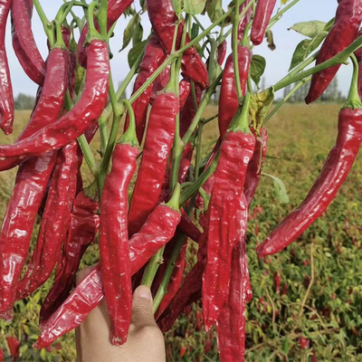 Humidité 12-16% Piments rouges séchés Piment rouge sucré déshydraté 10-20 cm