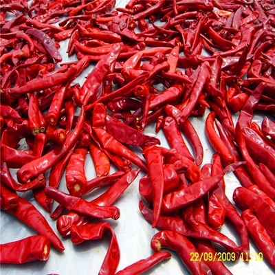 Entreposage à sec et frais pour la poudre de piment rouge 100 g de poids net