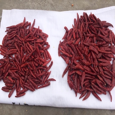 Origine Ronde Tianjin piments rouges dans des sacs confortables