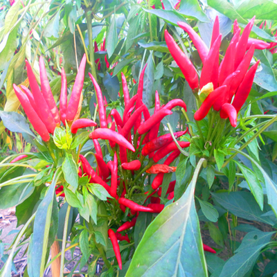 Piment rouge séché au soleil et à l'air de qualité supérieure 90.000 SHU