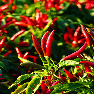 Graines de piment séchées de qualité supérieure avec une texture croustillante de 5 à 8 mm