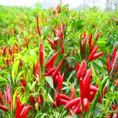 1 kg de piments secs 50 000SHU pour les recettes savoureuses