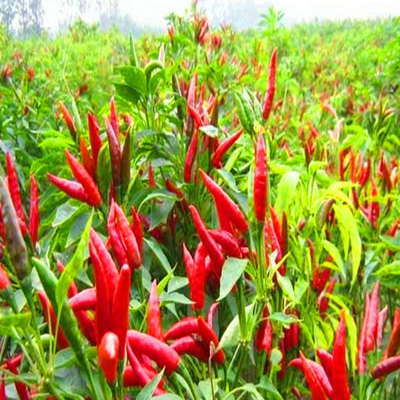 Des piments rouges séchés haut de gamme avec saveur de piment de Cayenne pour les acheteurs