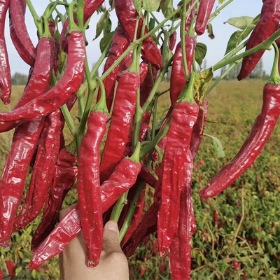 Chillies déshydratantes séchées à l'air ou au soleil Couleur rouge naturel