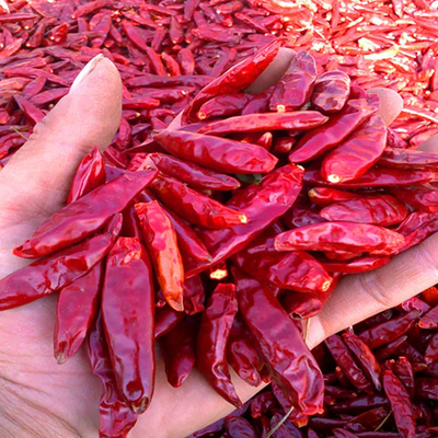 Piments Chilli Humidité 12% max Humidité contrôlée Piments