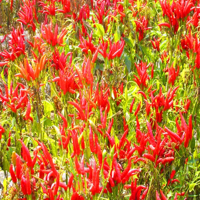Piment de paprika sucré à texture lisse pour les aliments