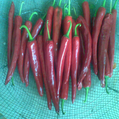 Poudre de piments enrichi avec une teneur élevée en vitamine C