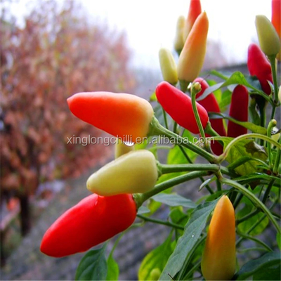 Piment rouge séché séché Piment rouge séché 100g Épice ronde pure