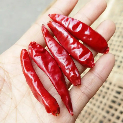 Chilli rouge avec chapeau pour le séchage industriel
