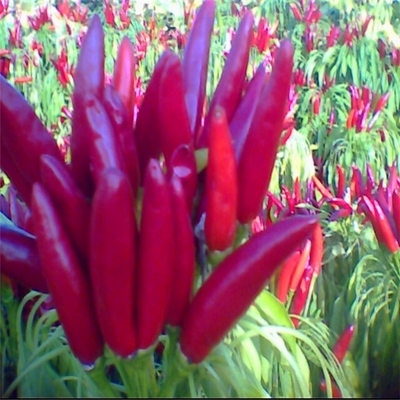 Boulette rouge séchée à l' air Chili couleur rouge foncé avec chapeau