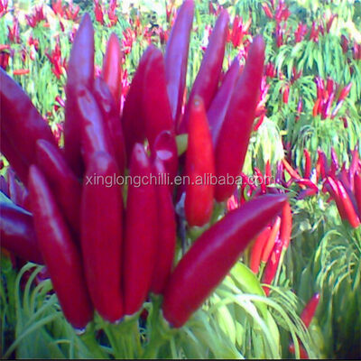 Piments épicés déshydratés épicés rouge ingrédient épicé naturel largement utilisé dans les applications culinaires et industrielles alimentaires