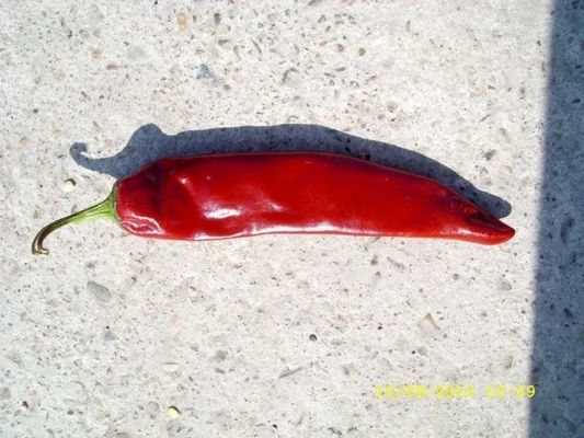 goût de Guajillo sec par 15000shu Chili Red Jinta Chilli Premium