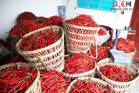 Poivre mince de Sichuan Erjingtiao de courbe avec l'utilisation chaude de pot de tige