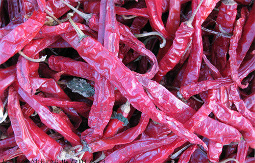 Chilis sec par Erjingtiao acaule a stérilisé les piments entiers piquants