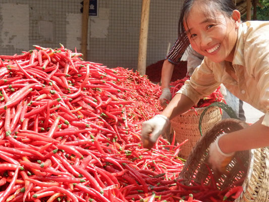 4cm-7cm Erjingtiao ont séché la saveur forte et piquante de Chilis de piments