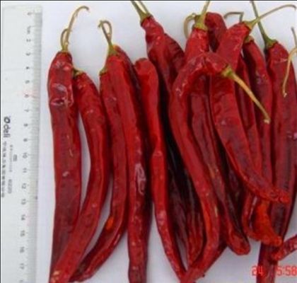 Chilis sec par Erjingtiao acaule a stérilisé les piments entiers piquants