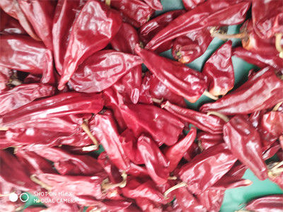 Les piments rouges secs Xinglong entier 10KG de 12CM ont séché l'Asiatique Chili Peppers