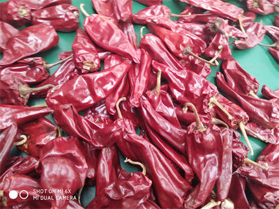 Poivre de piments rouge acaule du piment 10cm-15cm Jinta de Yidu