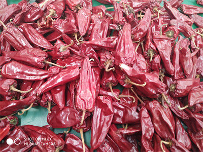 8000 piments de Beijinghong Jinta de saveur de SHU Yidu Chili Pungent Chilli