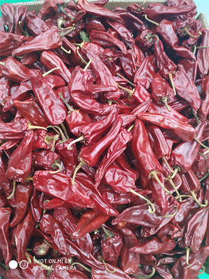 8000 piments de Beijinghong Jinta de saveur de SHU Yidu Chili Pungent Chilli