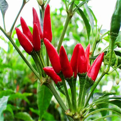 Les piments d'oeil d'oiseau ovales séchés riches en vitamine C pour cuisiner