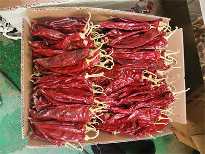 Paprika chinois de nouvelle culture de haute qualité avec tiges, paprika sucré avec tiges/sans tiges, piment rouge sec