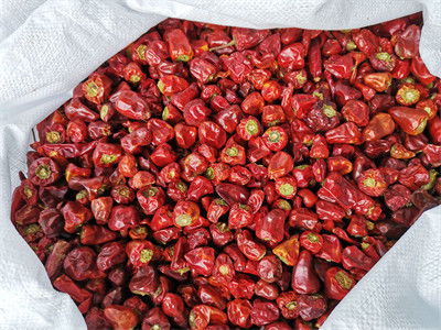 Le GMP a séché les piments rouges poivre le poivre de lanterne déshydraté par 2CM durée de conservation de 2 ans