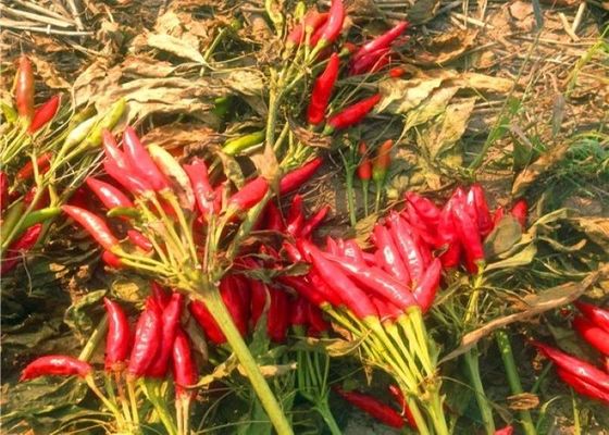 Le piment rouge sec acaule poivre l'humidité des piments 10% de Sichuan