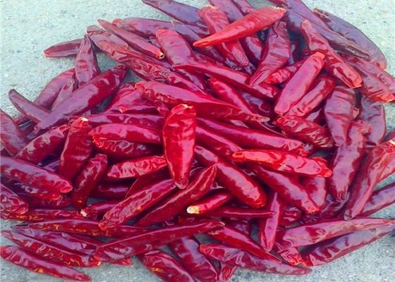La nouvelle culture de piments rouges comestibles de Tianjin a refoulé Arbol sec Chili Peppers