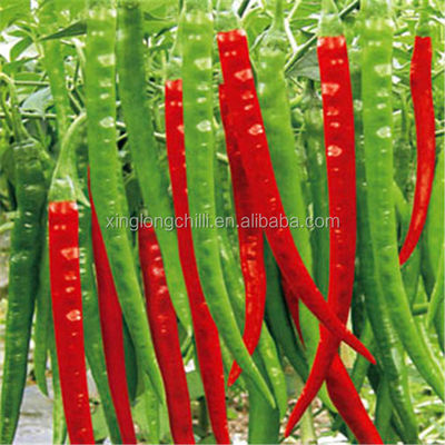 Le bloc forment piments rouges secs acaules de Xian Chilli Seasoning de longs