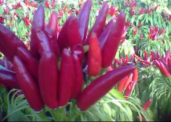 Les piments chauds de pot de Chaotian ont déshydraté Chili Peppers rouge sec par totalité