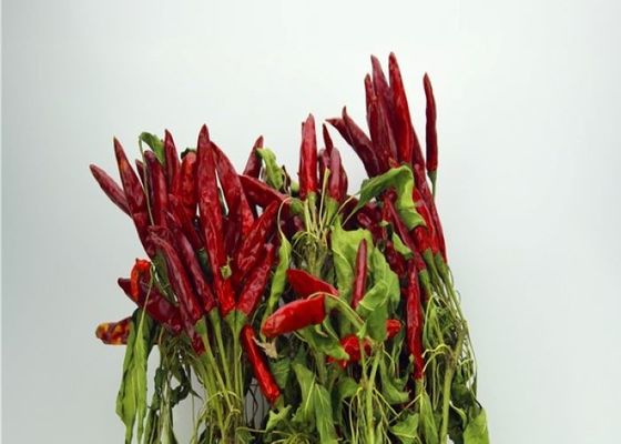 Cosses rouges sèches aspermes anhydres entières du Chili de piments rouges secs de Tianjin