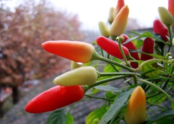 Les cosses rouges de piments de MUI Tianjin Red Chilies Authentic choisissent l'herbe