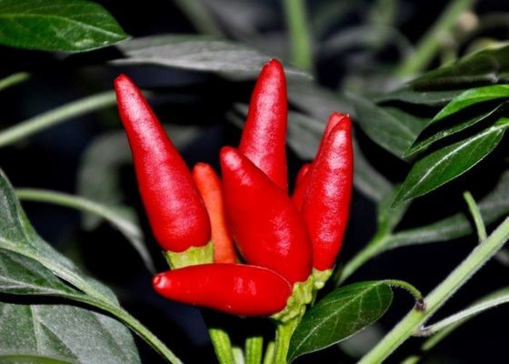 Les cosses rouges de piments de MUI Tianjin Red Chilies Authentic choisissent l'herbe