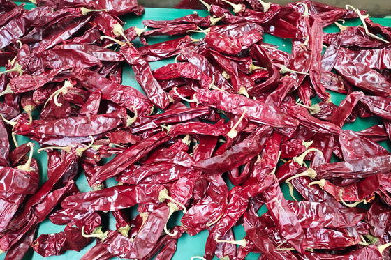 XingLong a séché Paprika Peppers que 16CM a déshydraté Chili Pods rouge