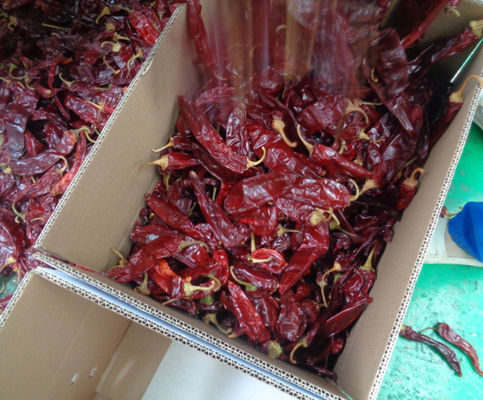 Des piments Guajillo de qualité A avec une forte saveur de piment piquant
