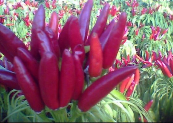 Piments rouges ronds riches en vitamine C