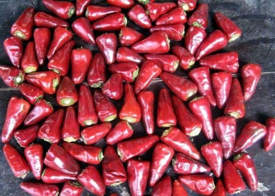 Poivrons rouges de Chili Dehydrated Chaotian Sun Dried de tête acaule de balle