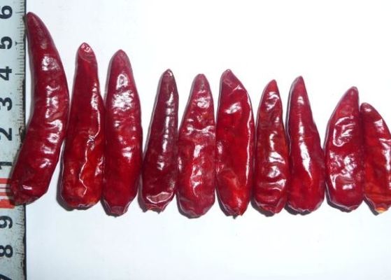Piments rouges Chili Peppers chaud sec acaule GMP de balle de Sichuan