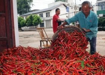 16CM Erjingtiao a séché Chilis aucun poivrons de SHU Whole Dried Red Chili du colorant 8000