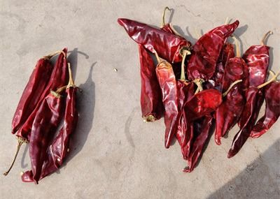 Les longs piments rouges secs Guajillo organique doux poivre la longueur de 10cm