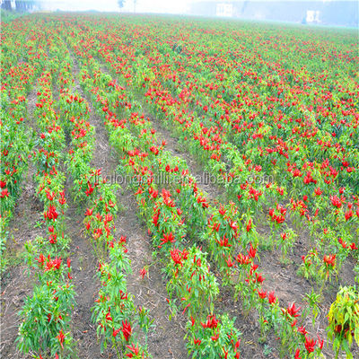 Organic De Arbol Chili Tianjin a séché les poivrons épicés 50000 SHU Super Hot